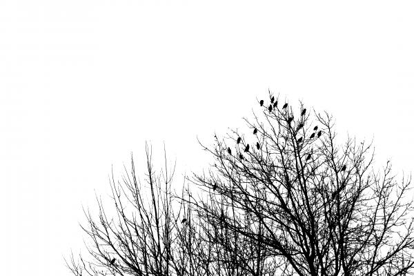 Image via CreationSwap.com