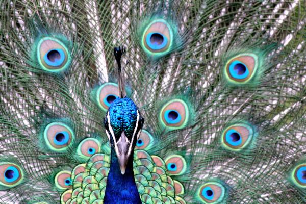 Condescending peacock. Image by E J Davies/Getty.