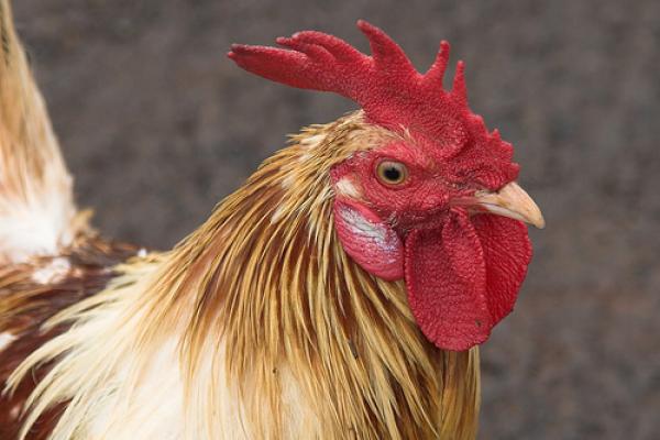 Rooster. Image via http://www.wylio.com/credits/Flickr/206241731