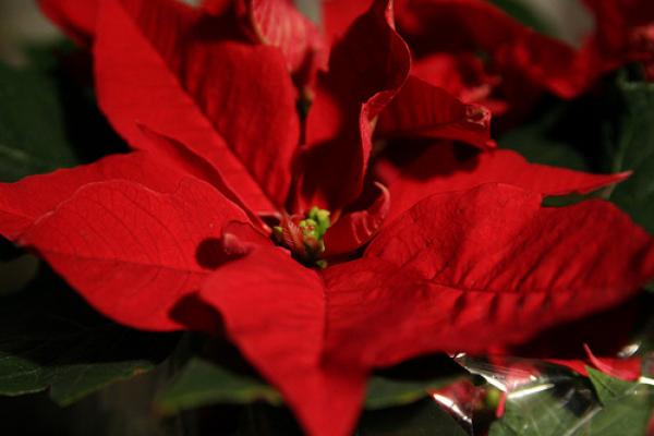 Pointsettia. Image via http://www.wylio.com/credits/Flickr/4170977646