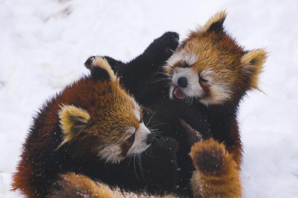 Rare red pandas, wrestling in the snow. Image via Wiki Commons http://bit.ly/xcp