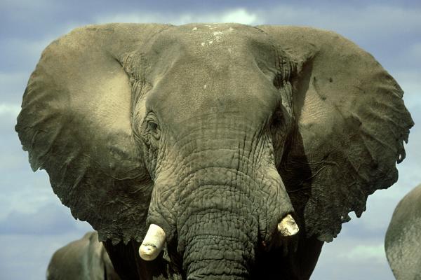 African bull elephant in Kenya. Image via Getty Images. 