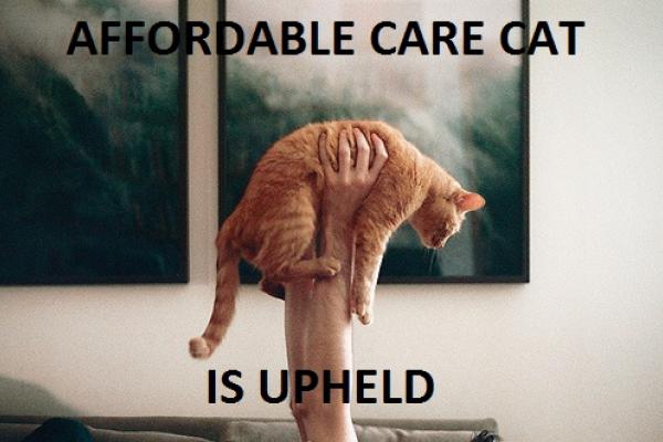 'Affordable Care Cat is Upheld' via the new blog affordablecarecat.com