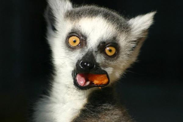 Total Lemur Awesomeness