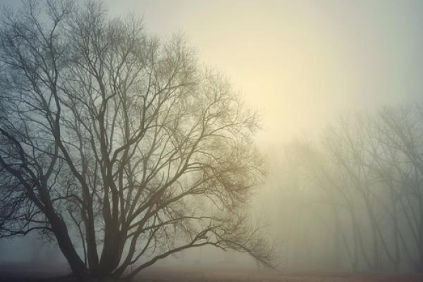 Fog and light photo, lussiya  / Shutterstock.com