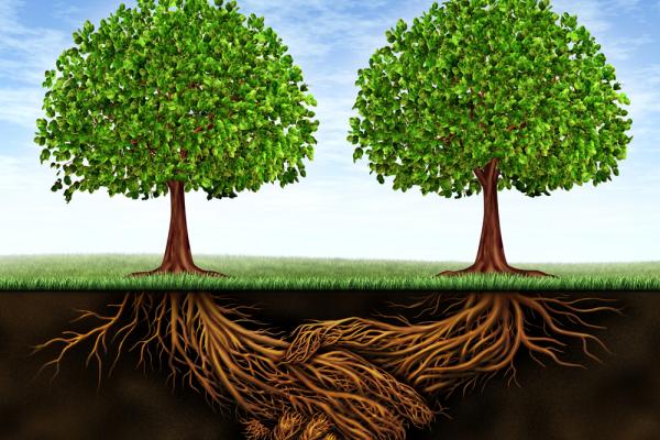 Deep connected roots. Image courtesy Lightspring/shutterstock.com
