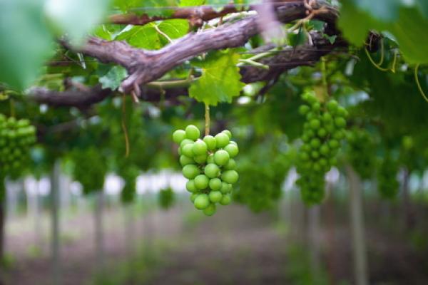 Is our planet like the vineyard of Jesus' parable? Image courtesy huyangshu/shut