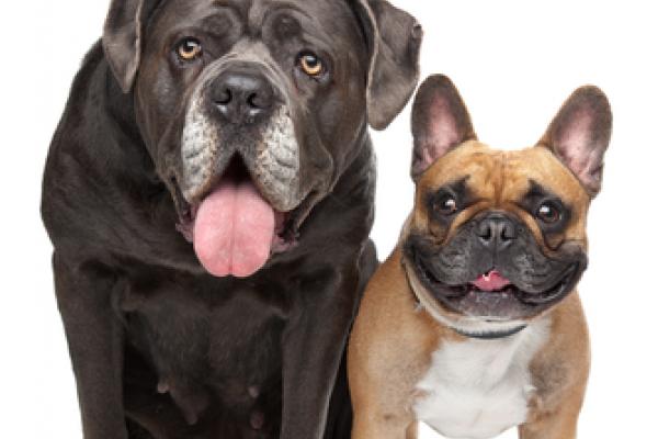 Cane Corso and French Bulldog