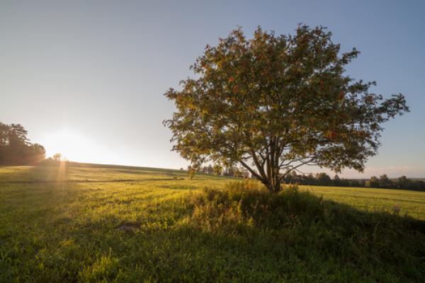 Tree in a field, verevkin / Shutterstock.com