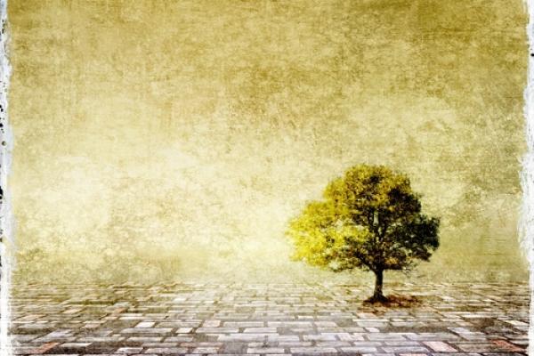 Tree image, Rudy Bagozzi / Shutterstock.com