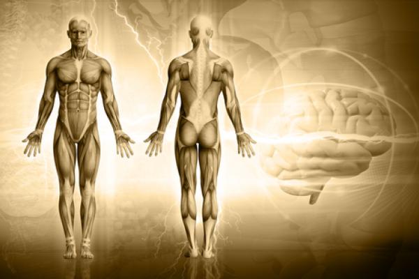 Composition of the human body, malinx / Shutterstock.com