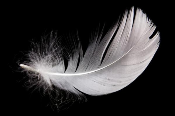 An isolated white feather. Image courtesy EMprize/shutterstock.com.