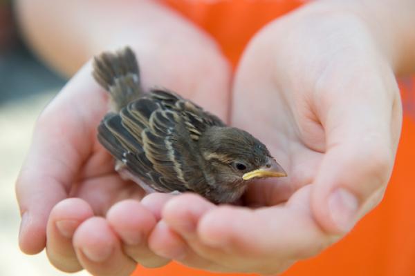 Sparrow in a child's hands. Photo courtesy Firma V/shutterstock.com