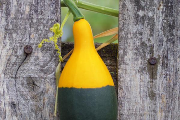 A squash caught in a fence. Image courtesy Mr. Green/shutterstock.com.