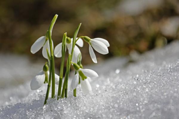 Snowdrops peek through the snow. Image courtesy ArtOfLightPro/shutterstock.com