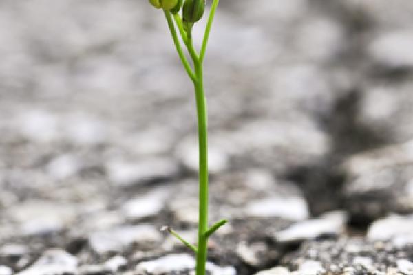 Flower growing out of crack in asphalt, Elena Elisseeva / Shutterstock.com