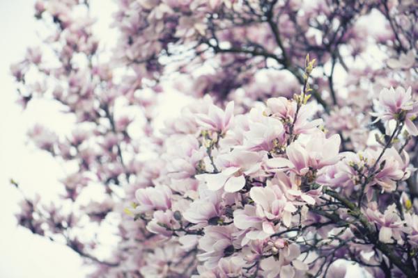 Blooming magnolia tree, Gyuszko-Photo / Shutterstock.com