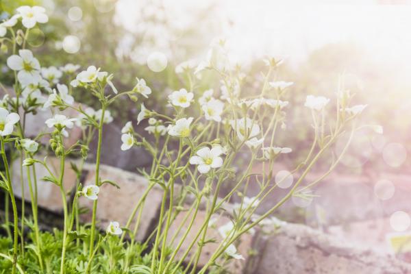 Garden photo, VICUSCHKA / Shutterstock.com