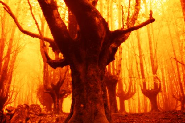 A tree on fire. Image courtesy Mimadeo/shutterstock.com