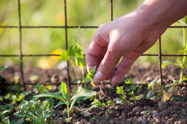 Removing weeds by hand in a garden. Image courtesy gabriel12/shutterstock.com