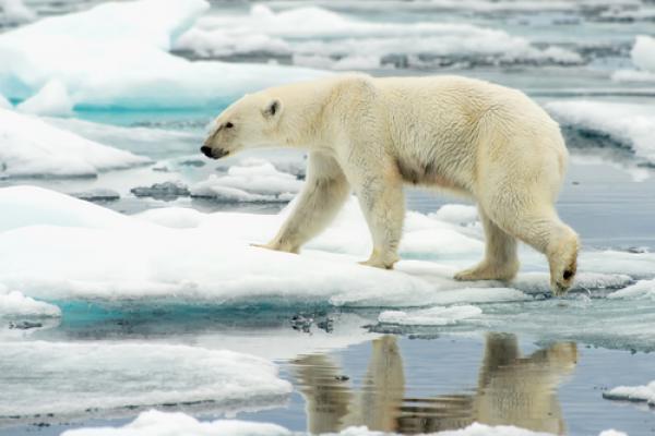 A polar bear walks along ice floes in the Arctic Ocean. Photo courtesy of Florid