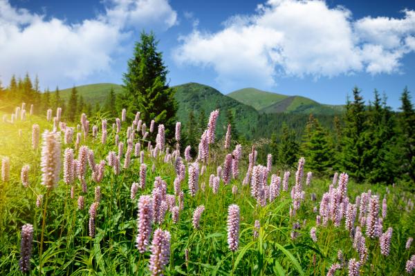 Mountain scenery, Nataliia Melnychuk/ Shutterstock.com