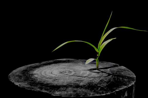 treegrowing
