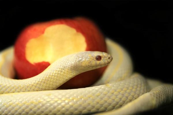 Garden of Eden depiction, Robynrg / Shutterstock.com