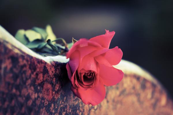 A rose on a stone. Image courtesy wrangler/shutterstock.com