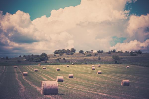 Farm landscape, dvoevnore / Shutterstock.com