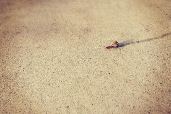 snail