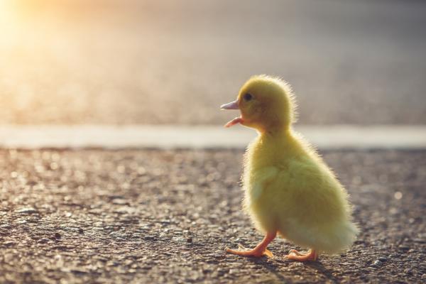 nanD_Phanuwat / Shutterstock.com