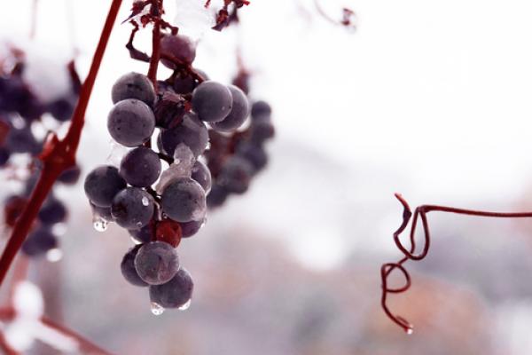 Grapes frozen on the vine, jecka / Shutterstock.com