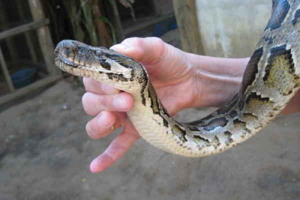 Snake handling image via Arie v.d. Wolde/ Shutterstock