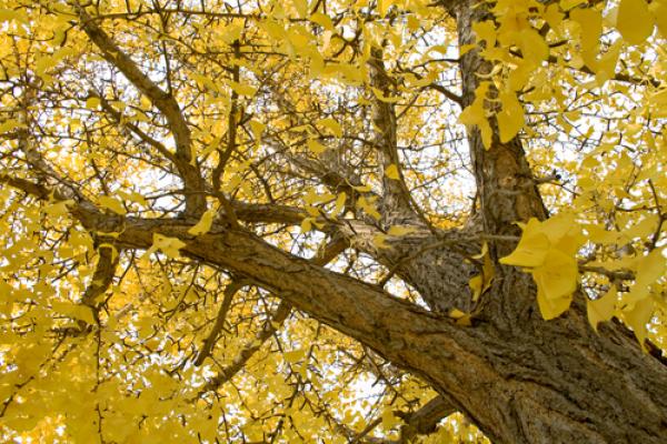 Ginkgo tree leaves, Tito Wong / Shutterstock.com