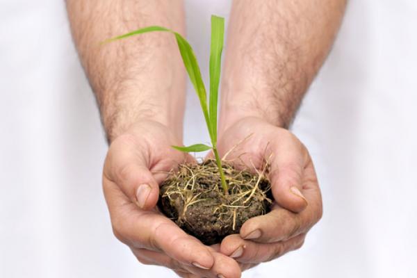 Hands hold a seedling. Image courtesy AlessandroZocc/shutterstock.com.