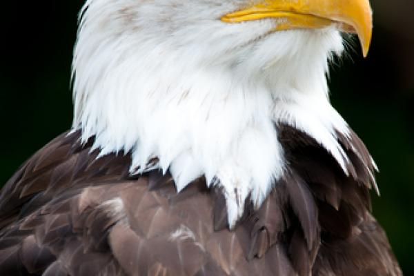 Bald eagle via shutterstock.com