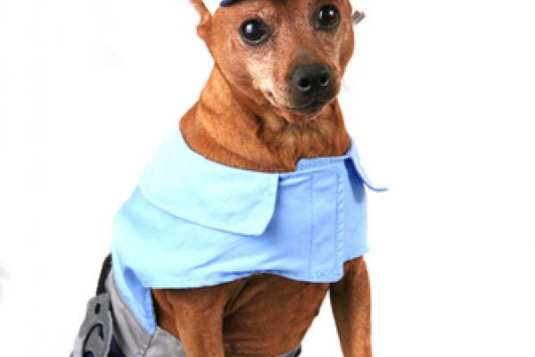 Look out. There's a new sheriff in town. Image via Katrina Brown / Shutterstock
