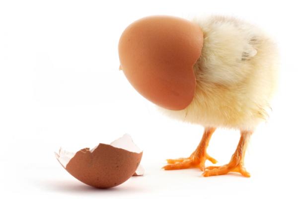 Chick breaking out of a shell, S-F / Shutterstock.com