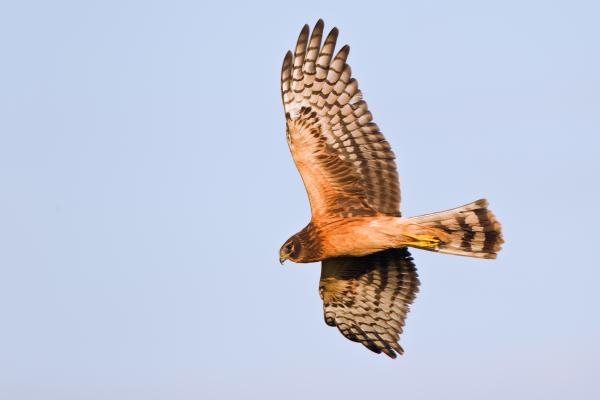 Northern Harrier, Peter Schwarz / Shutterstock.com