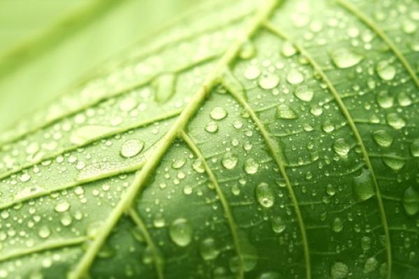 Leaf detail,  alexskopje / Shutterstock.com