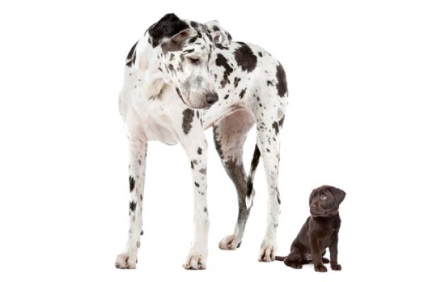 Great dane and labrador puppy, Erik Lam / Shutterstock.com