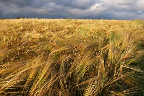 Field image by eurospiders/Shutterstock.