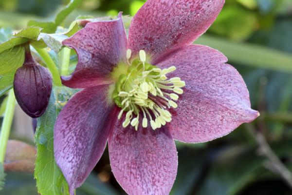 (Lenten Rose photo by Lynn Whitt/Shutterstock.)