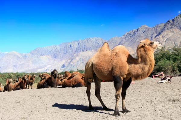 (Camel photo by Tatiana Belova /Shutterstock.com)