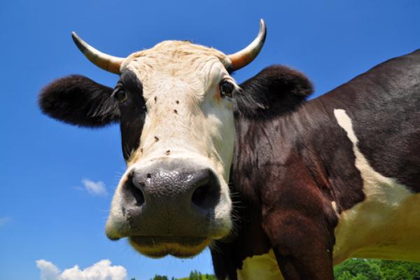 Cow image by smereka /Shutterstock.com