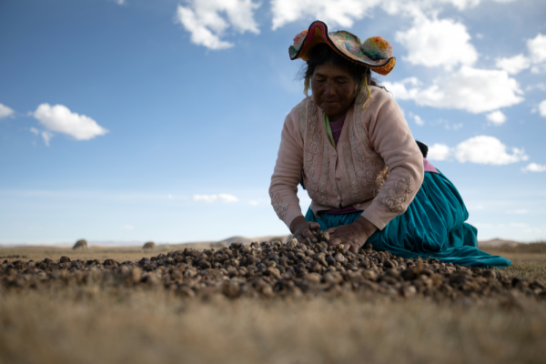 Maxima Ccalla, an indigenous Quechua woman, moves dehydrated potatoes on a field in Puno, Peru on June 18, 2021.