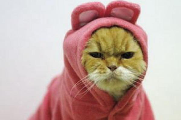 Grumpy kitty. Image via Tumblr. 
