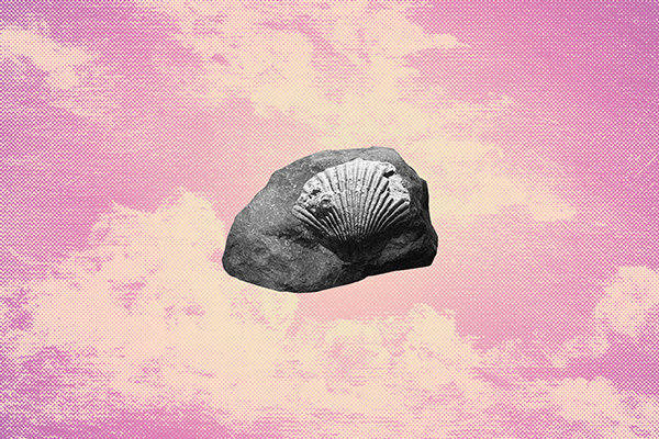 fossilized seashell against a pink cloudy background
