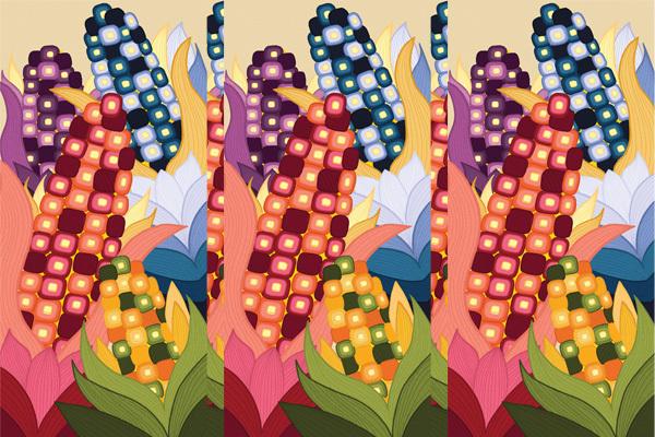 Image of multicolored ears of corn